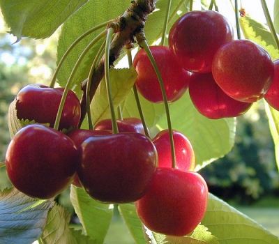 Cherry Smoothie