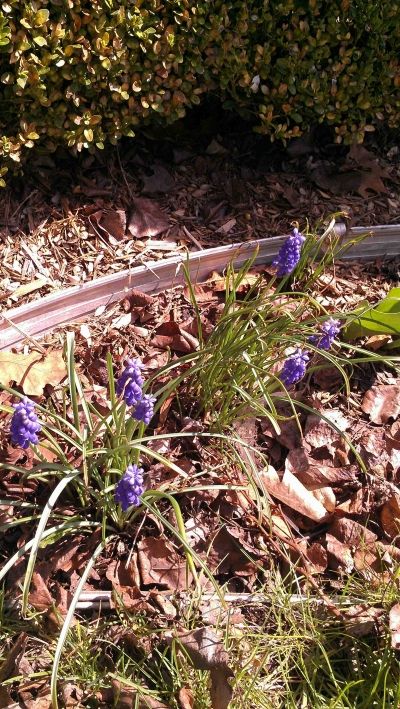 Grape Hyacinth popping up in a couple places