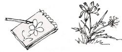 Ink line sketches