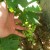 Royal Purple Grapevine growing its first set of grapes! Royal Purple Grapevine growing its first set of grapes!