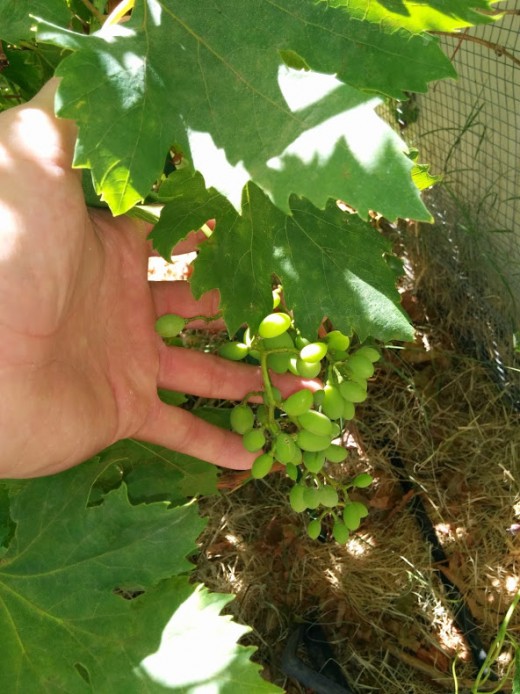 Royal Purple Grapevine growing its first set of grapes!