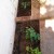 Peas and eggplant off in the back, growing really well so far. Peas and eggplant off in the back, growing really well so far.