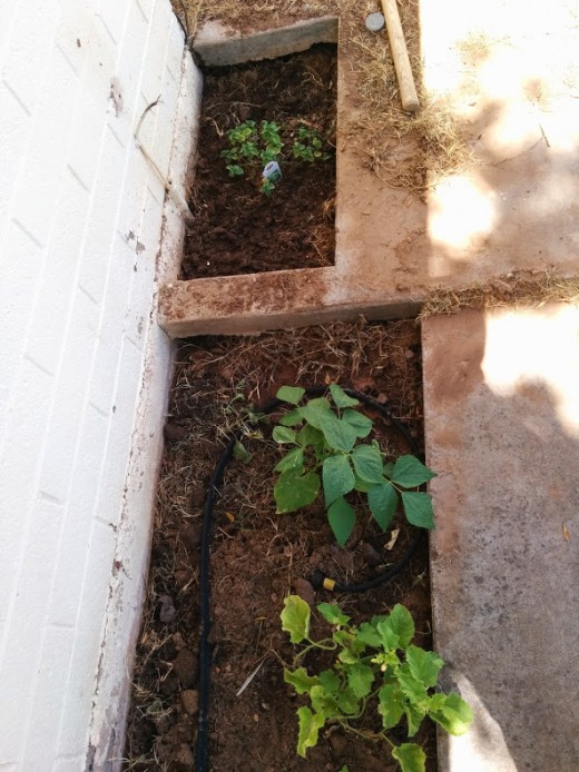 Peas and eggplant off in the back, growing really well so far.