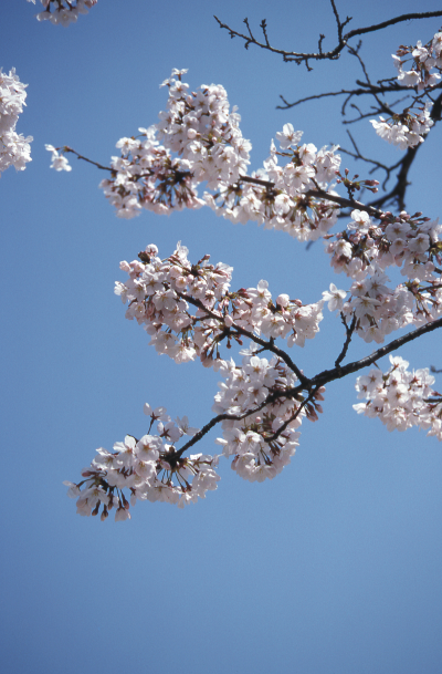 Cherry blossoms in Japan
