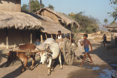 A bullock cart in an Indian village