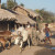 A bullock cart in an Indian village