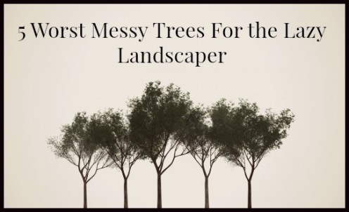 5 Worst, Messy Trees For The Lazy Landscaper 5 Worst, Messy Trees For The Lazy Landscaper