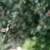 Hummingbirds are fast! You'll need a quick eye to watch them zoom in to your feeder. Hummingbirds are fast! You'll need a quick eye to watch them zoom in to your feeder.