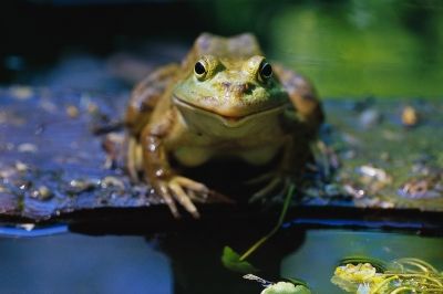 They Teach Us to Enjoy Nature