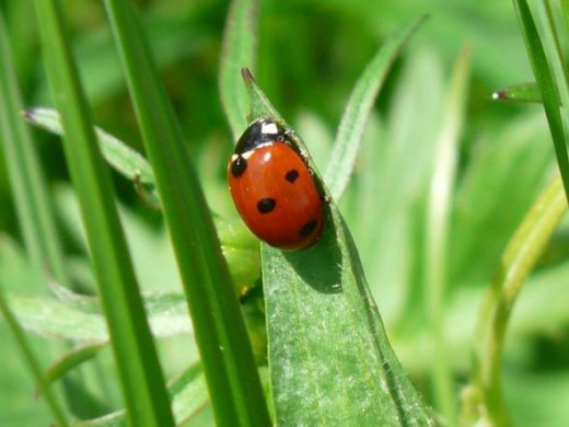 Ladybug - Photo Credit: Hans