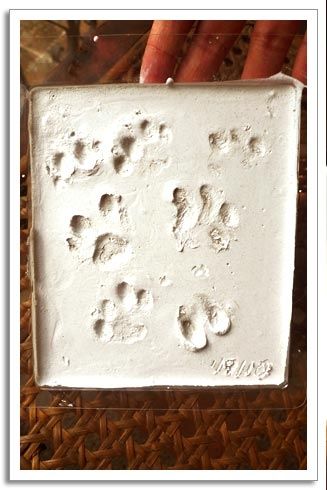 paw print making final step
