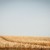 Corn field during harvest