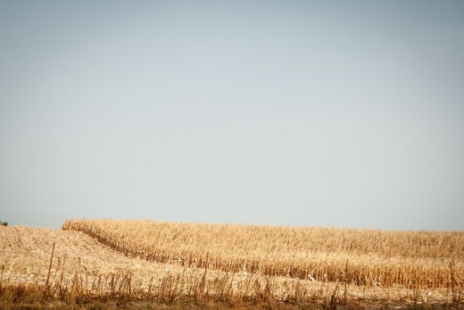 Corn field during harvest