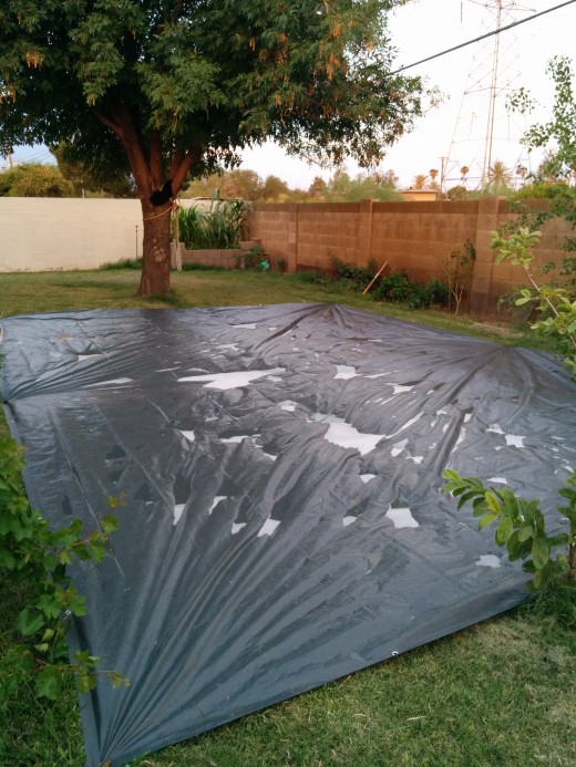 Although this is a Giant slip and Slide I made for the day, If you look into the background you can see the small garden I built and the Corn stalks towering above!