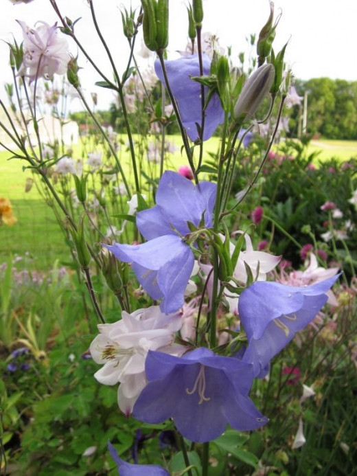 Blue flower