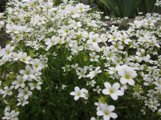 white flower blanket