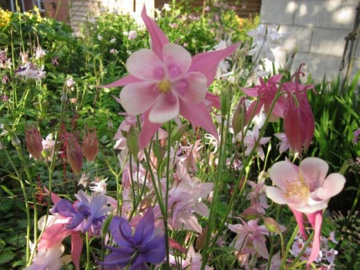 pink flower mix