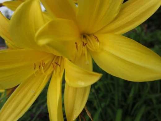 Yellow flowers