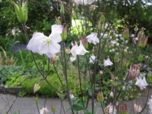 flower path