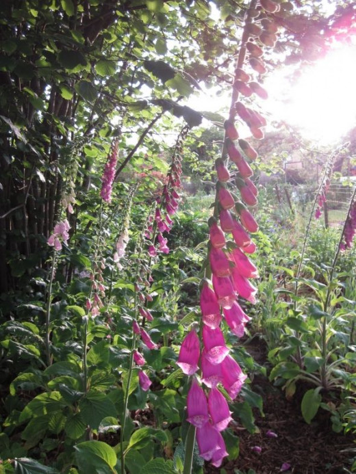pink thimbell flowers