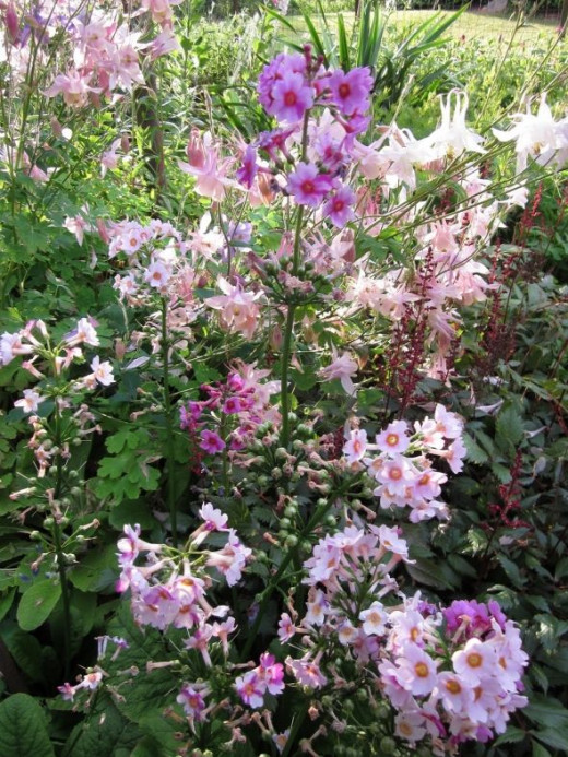 more pink flowers