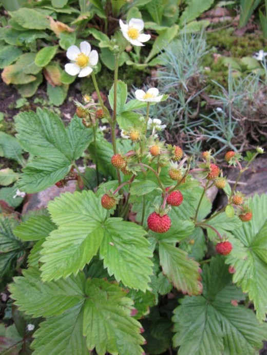 Small Strawberry plant