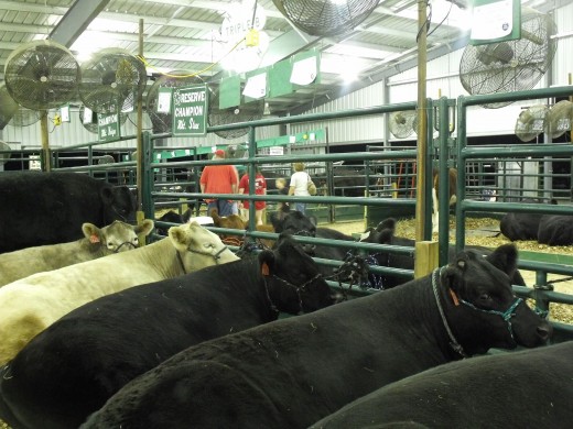Angus Steers in the Livestock Barn