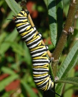 Monarch Caterpillar