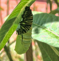 Caterpillar in transition to chrysalis