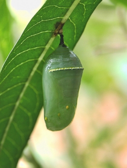 A gilded chrysalis