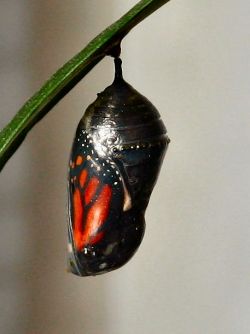 The butterfly is nearly ready to emerge from the chrysalis