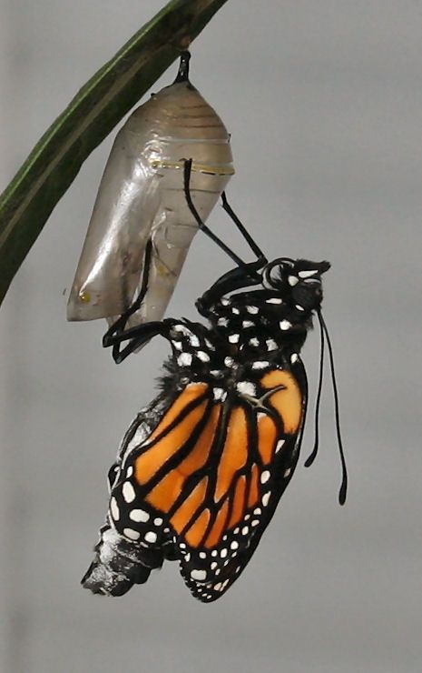 Just emerged from its chrysalis