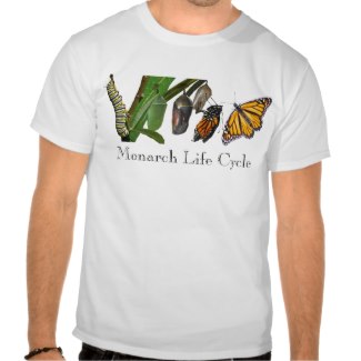 Monarch butterfly life cycle