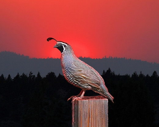 Sentinel at Sunset