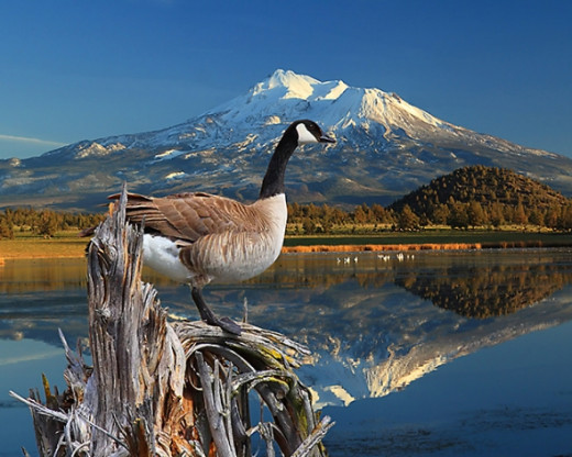 Canada Goose on The Lake