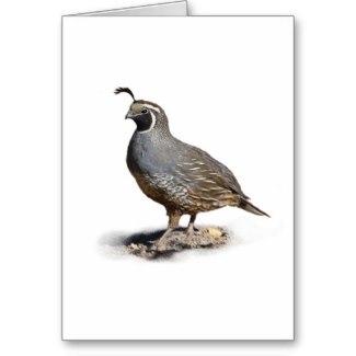 California Quail