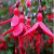 Hardy fuschia Hardy fuschia