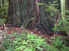 Base of giant redwood, Oregon. Photo coutesy Flickr.
