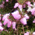 HEather HEather