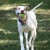 Why do dogs love to chase after balls so much? Is it the interaction? Or just instinct?CC https://www.flickr.com/photos/anneh632/