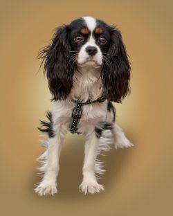 Spaniel