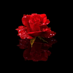 #32 - RAINDROPS ON ROSE (reflected on black 1:1)