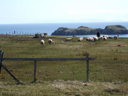 Picture Credit: Author's own photograph. My husband being a crofter with some of our sheep.