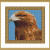 Picture Credit  'Eagle'  - designed by the Author, faeriesong, for celtic-cross-stitch.com