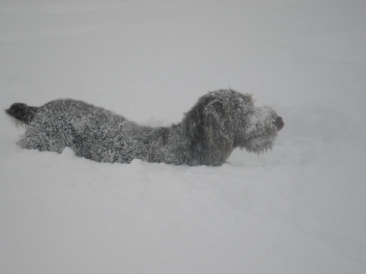 Joey loves the snow and it was really deep this winter (the winter of 2012)