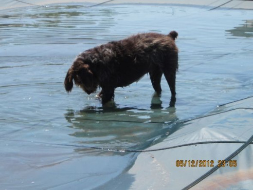 Joey being naughty again!  He knows he is not suppose to be on the pool cover.  He just can't wait to get into that pool.