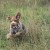 Joey having a blast running through the field.
