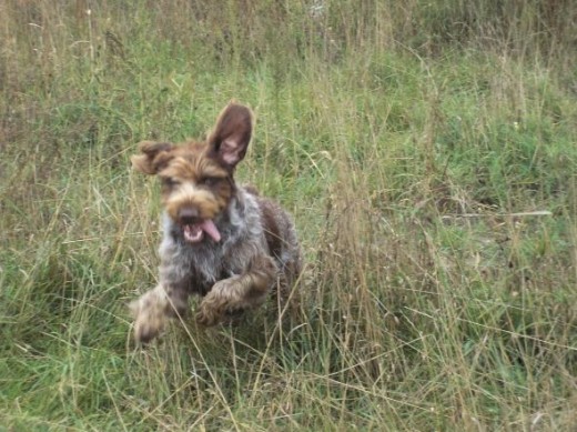 Joey having a blast running through the field.