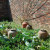 Old rubarb pots. Old rubarb pots.