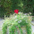 From the Sundial Garden. From the Sundial Garden.